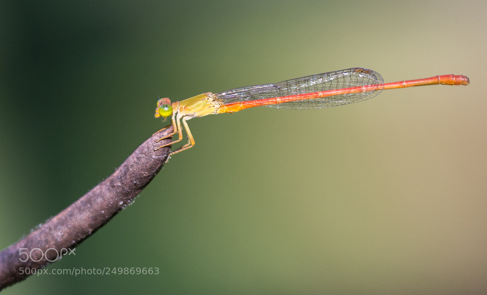 Nikon D7100 sample photo. Colourful damselfly photography