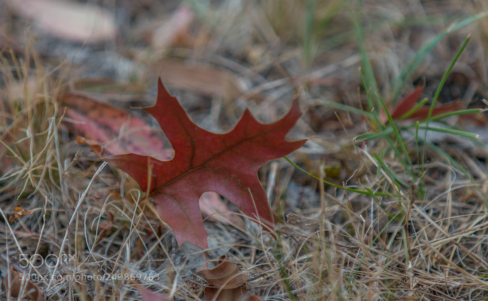 Canon EOS 70D sample photo. Change of season photography
