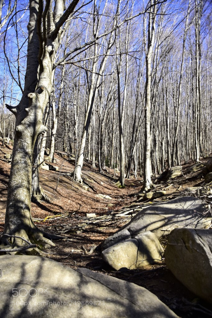 Nikon D7200 sample photo. Winter is here photography