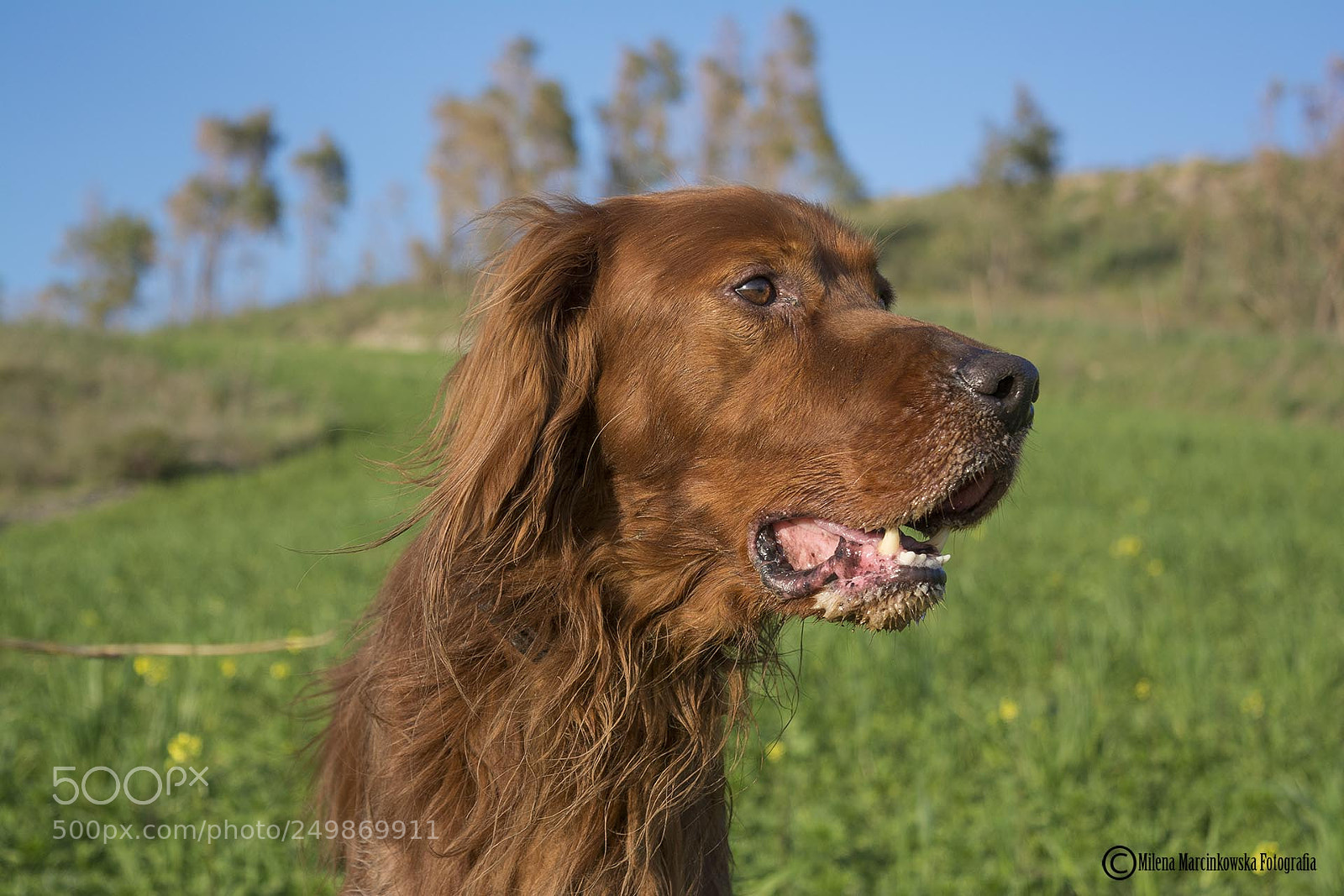 Nikon D5200 sample photo. My dog - buzz :) photography
