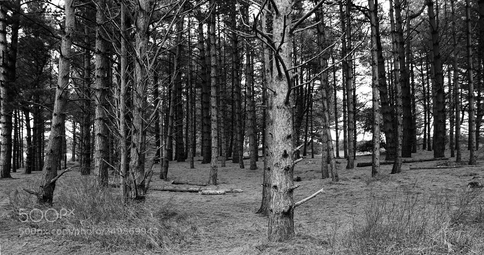 Canon EOS 5D Mark IV sample photo. Broken & bare photography