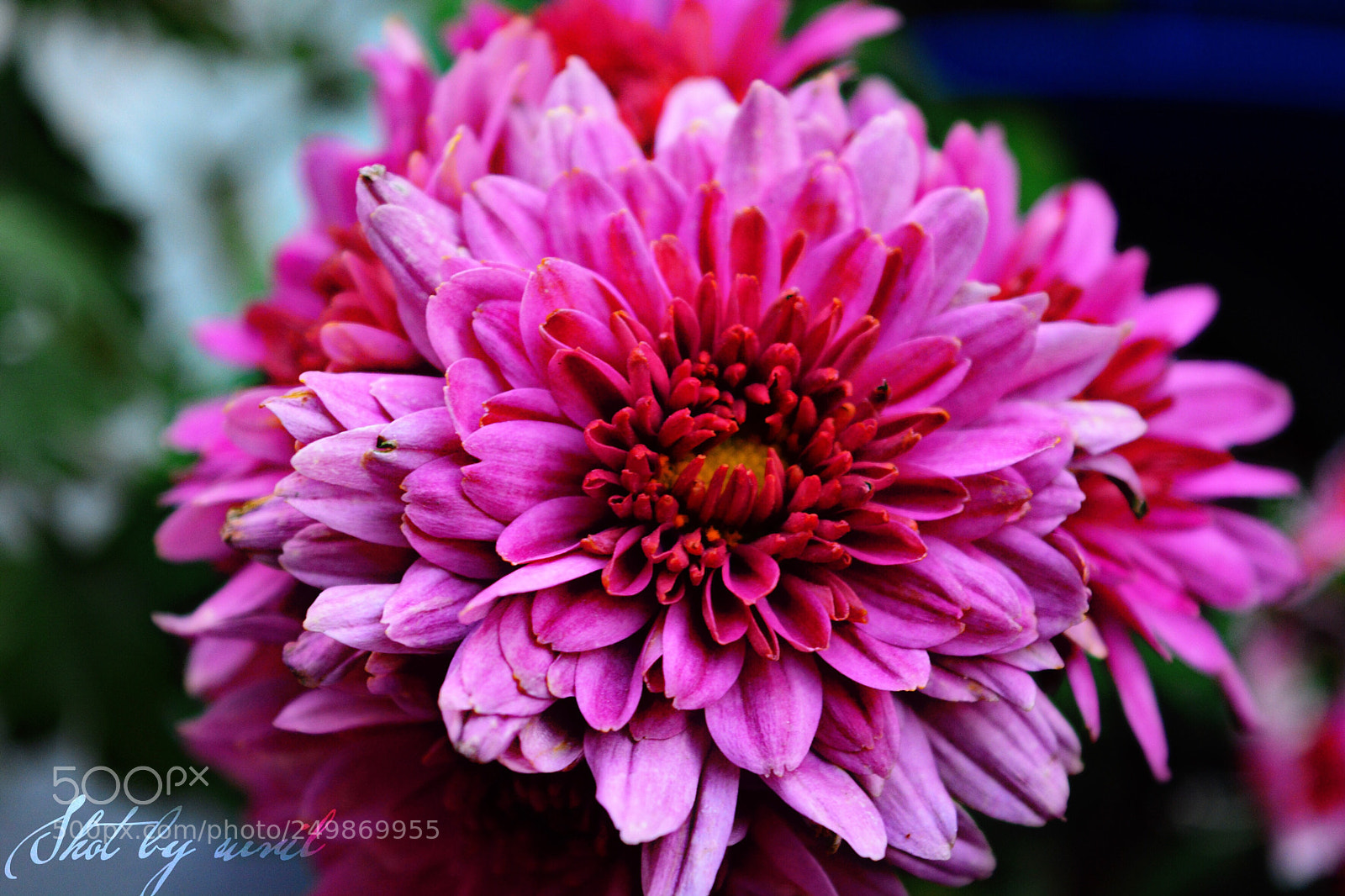 Nikon D5200 sample photo. Beautiful macro of a photography