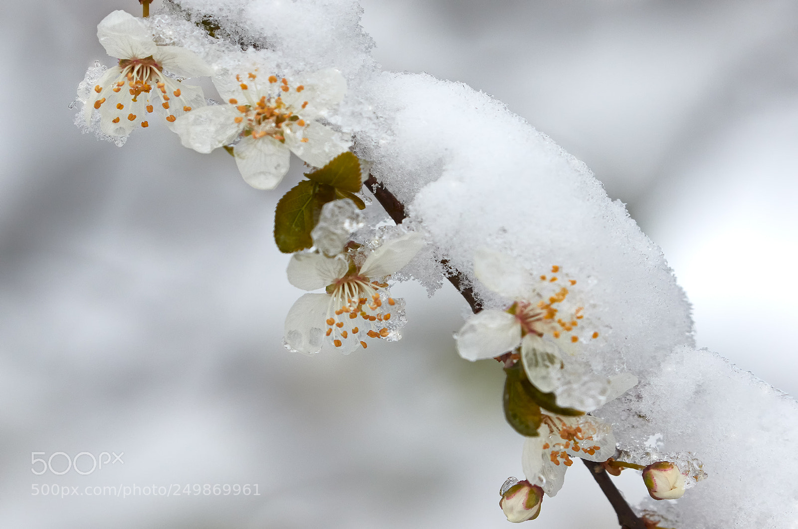 Canon EOS 7D Mark II sample photo. Spring photography