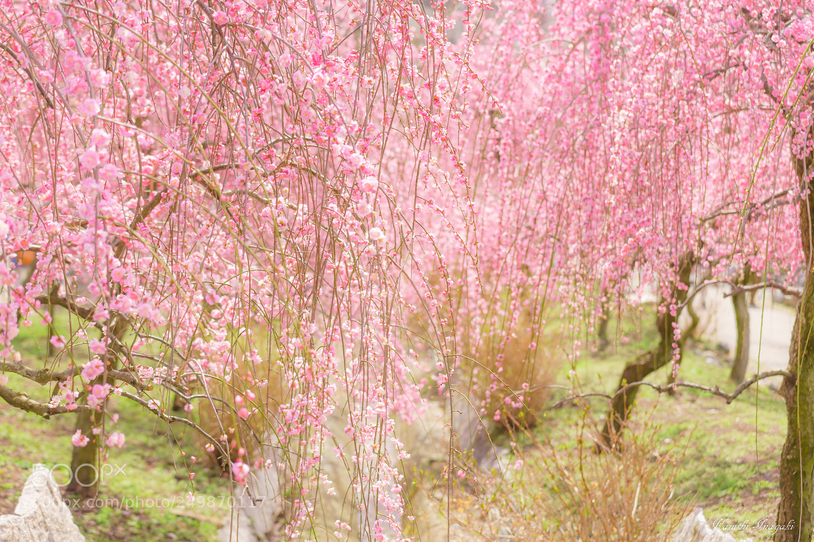 Sony SLT-A99V sample photo. Weeping plum blossoms in photography