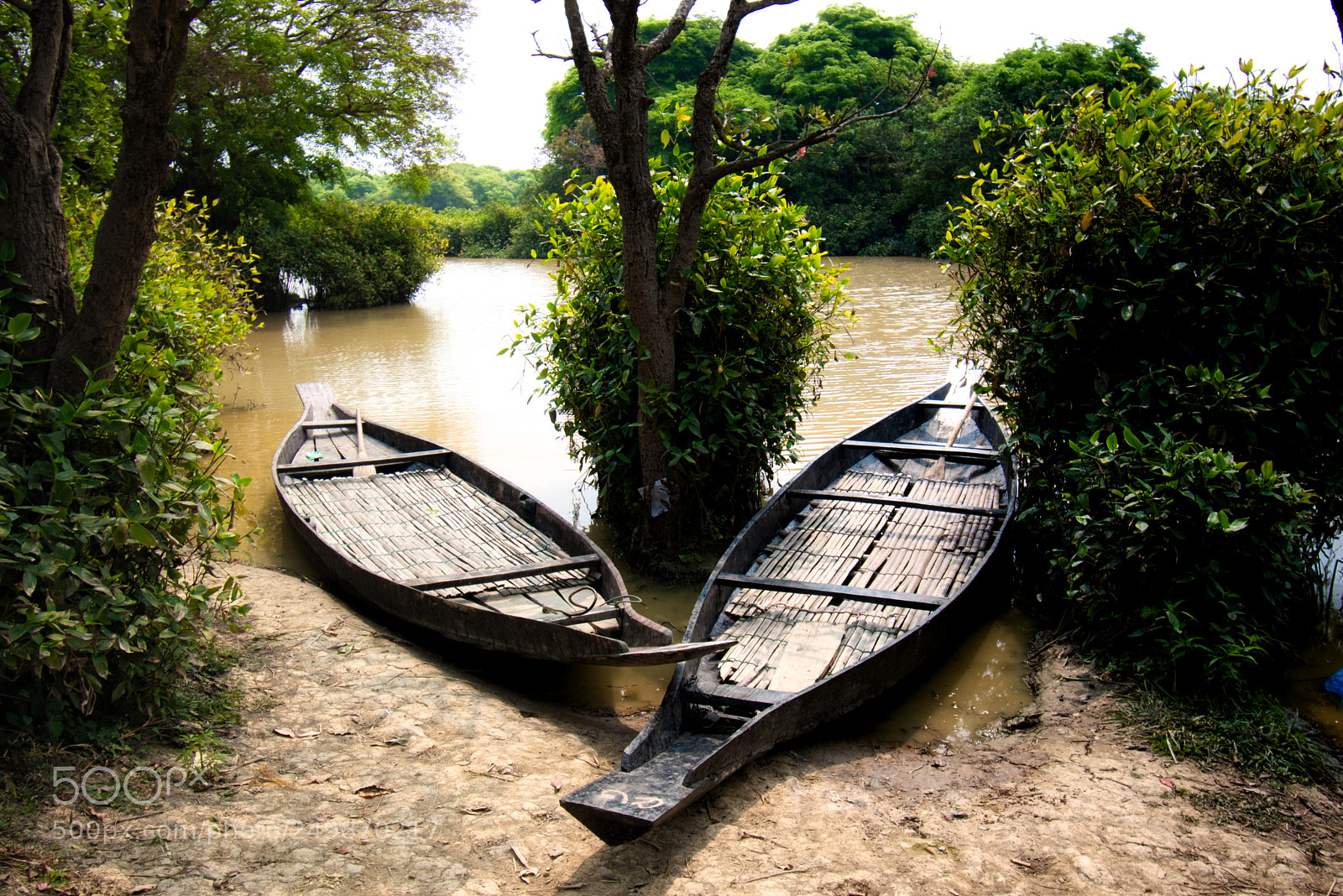 Nikon D5600 sample photo. Swamp forest side photography