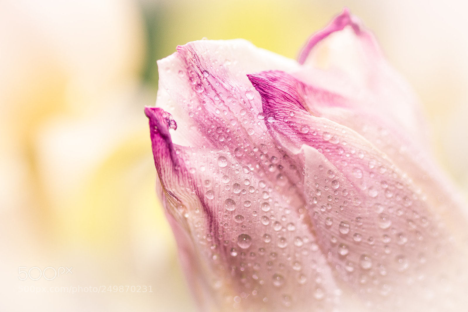 Canon EOS 600D (Rebel EOS T3i / EOS Kiss X5) sample photo. Tenderness photography
