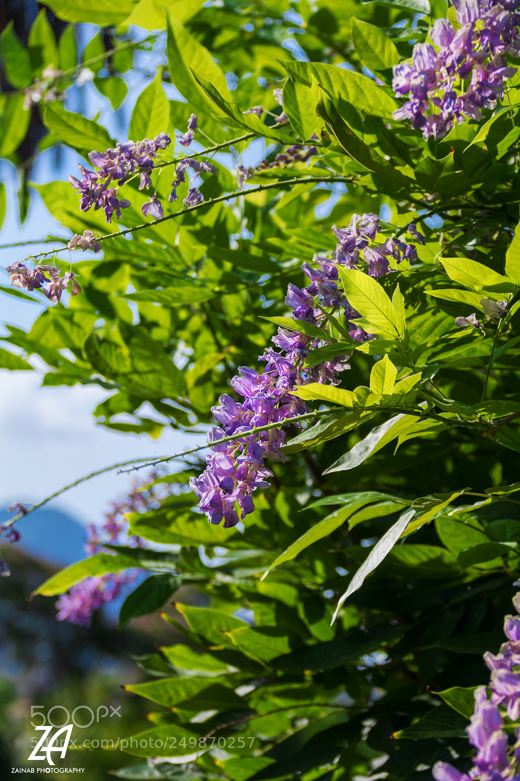 Nikon D5200 sample photo. Copy photography