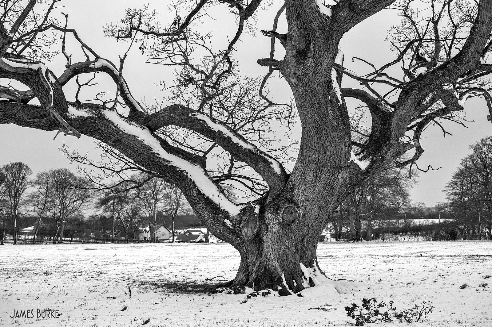 Canon EOS 5D sample photo. Snow tree photography