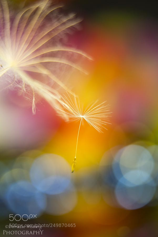 Nikon D800 sample photo. Walking on sunshine photography