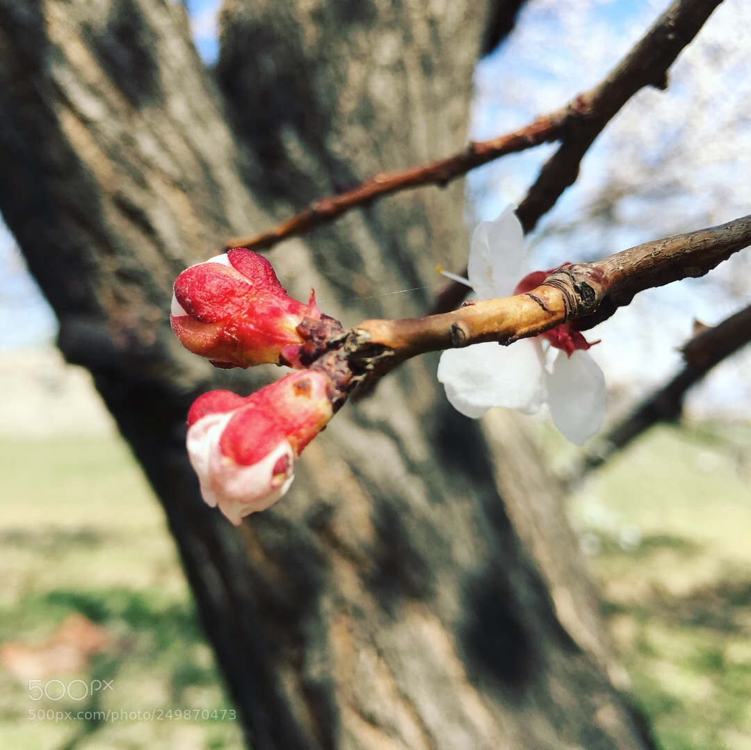 Apple iPhone 6s Plus sample photo. Untitled photography
