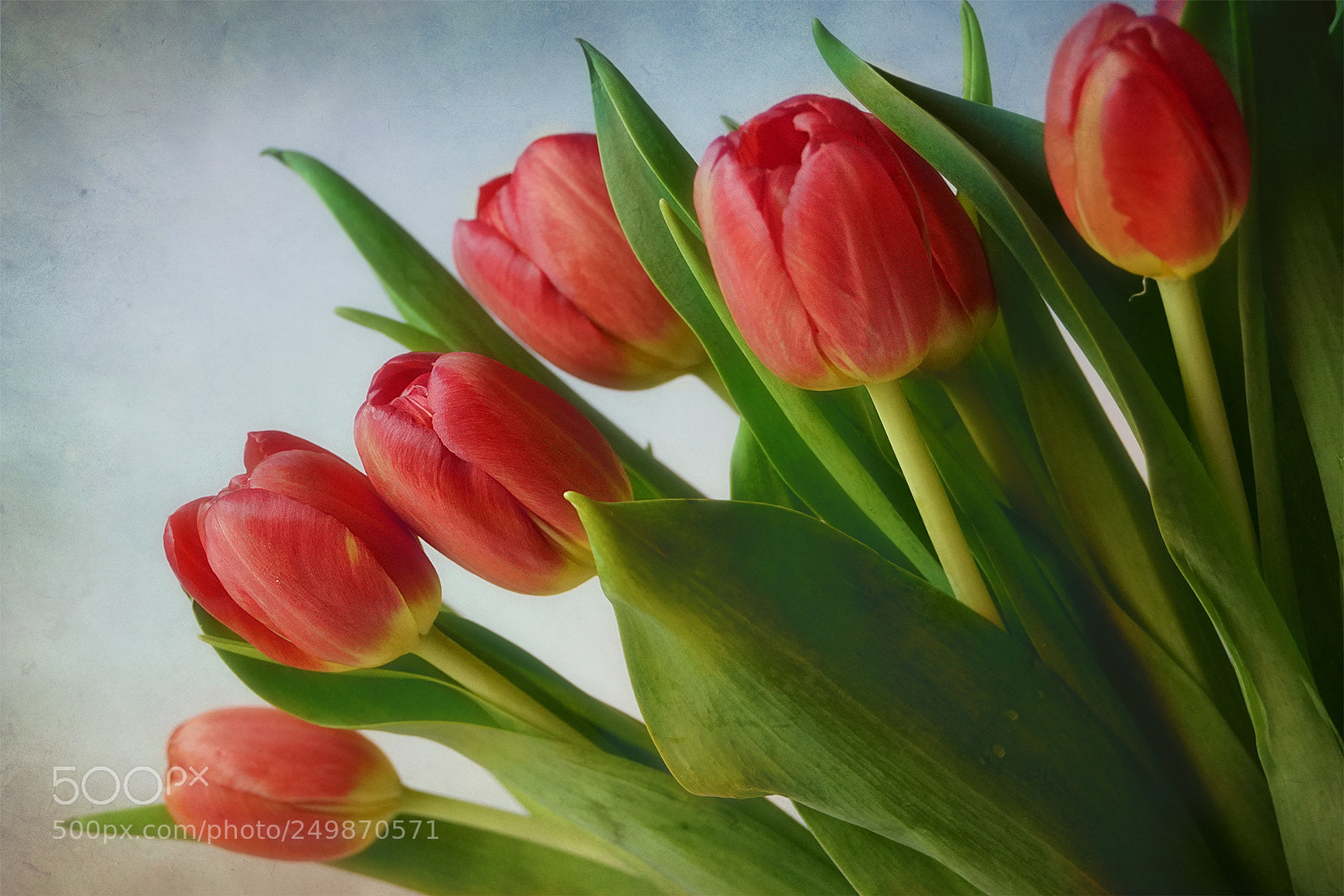 Sony a7R II sample photo. Bunch of tulips photography