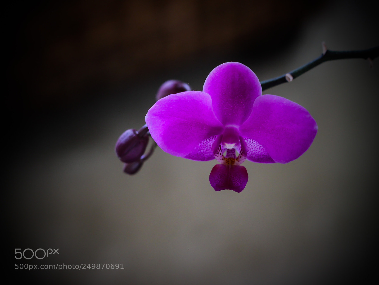 Canon EOS 600D (Rebel EOS T3i / EOS Kiss X5) sample photo. Violet orchid photography