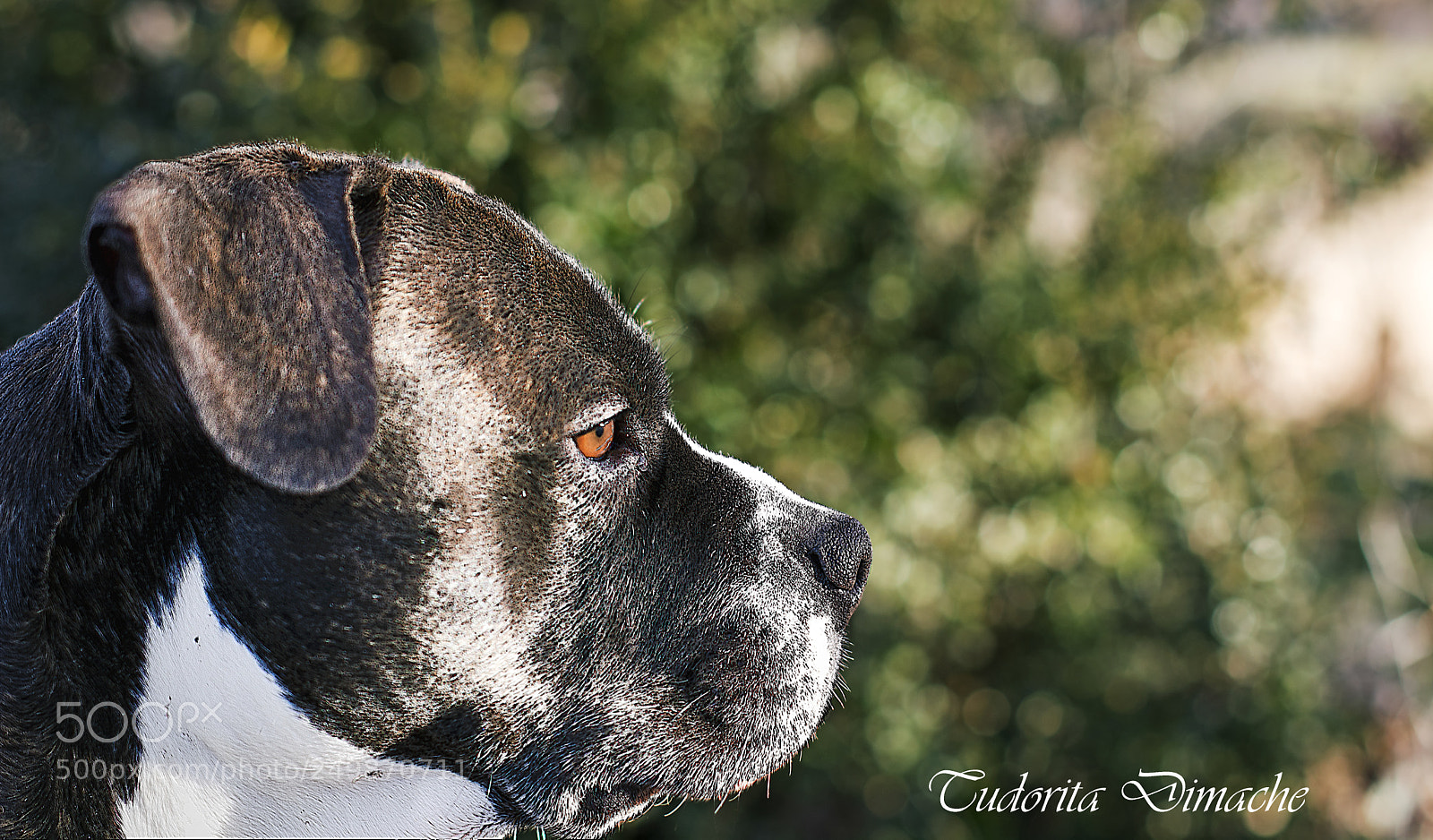 Nikon D7100 sample photo. The guardian photography