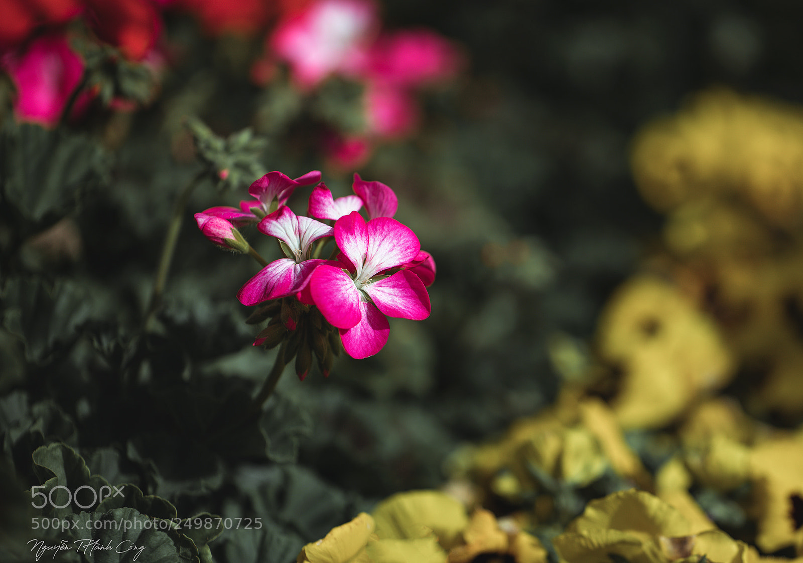 Canon EOS 5DS R sample photo. Flower photography