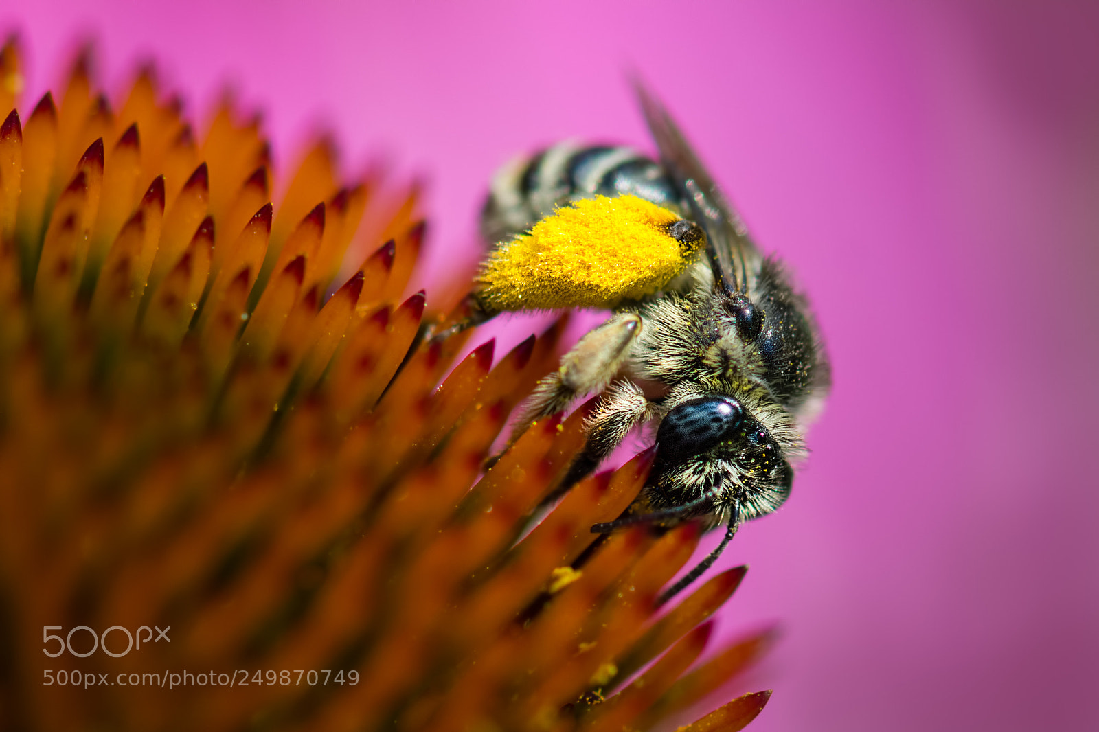 Nikon D7100 sample photo. Bee on echinacea photography