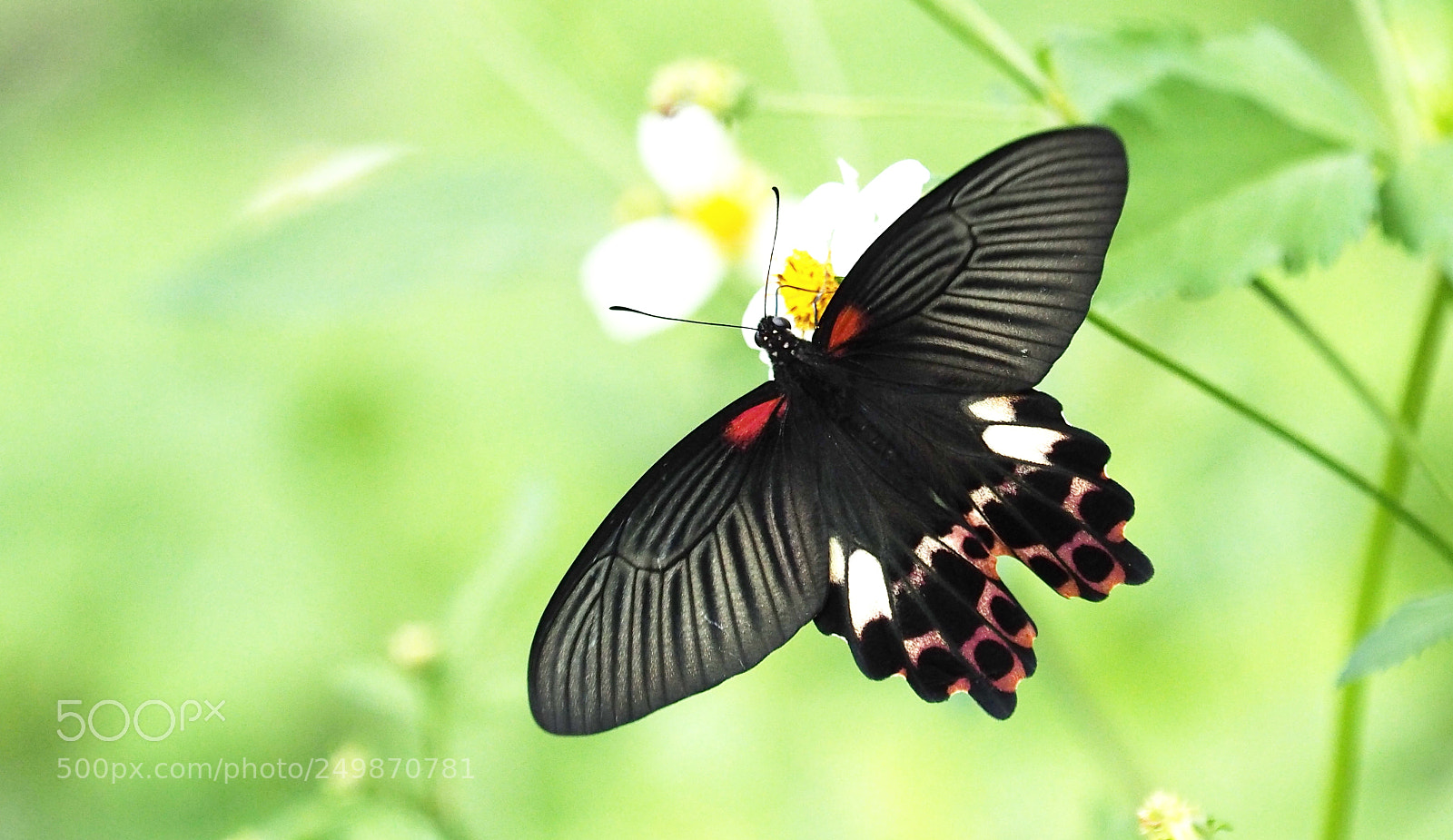 Olympus OM-D E-M5 II sample photo. Hovering over nectar photography