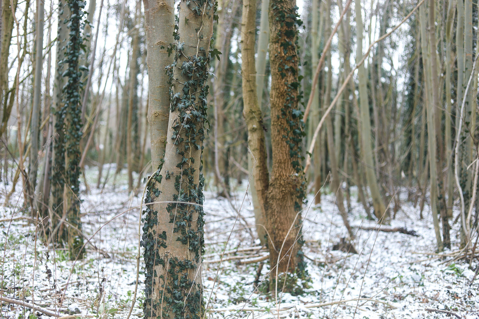 Canon EOS 5D Mark IV sample photo. Winter walks photography