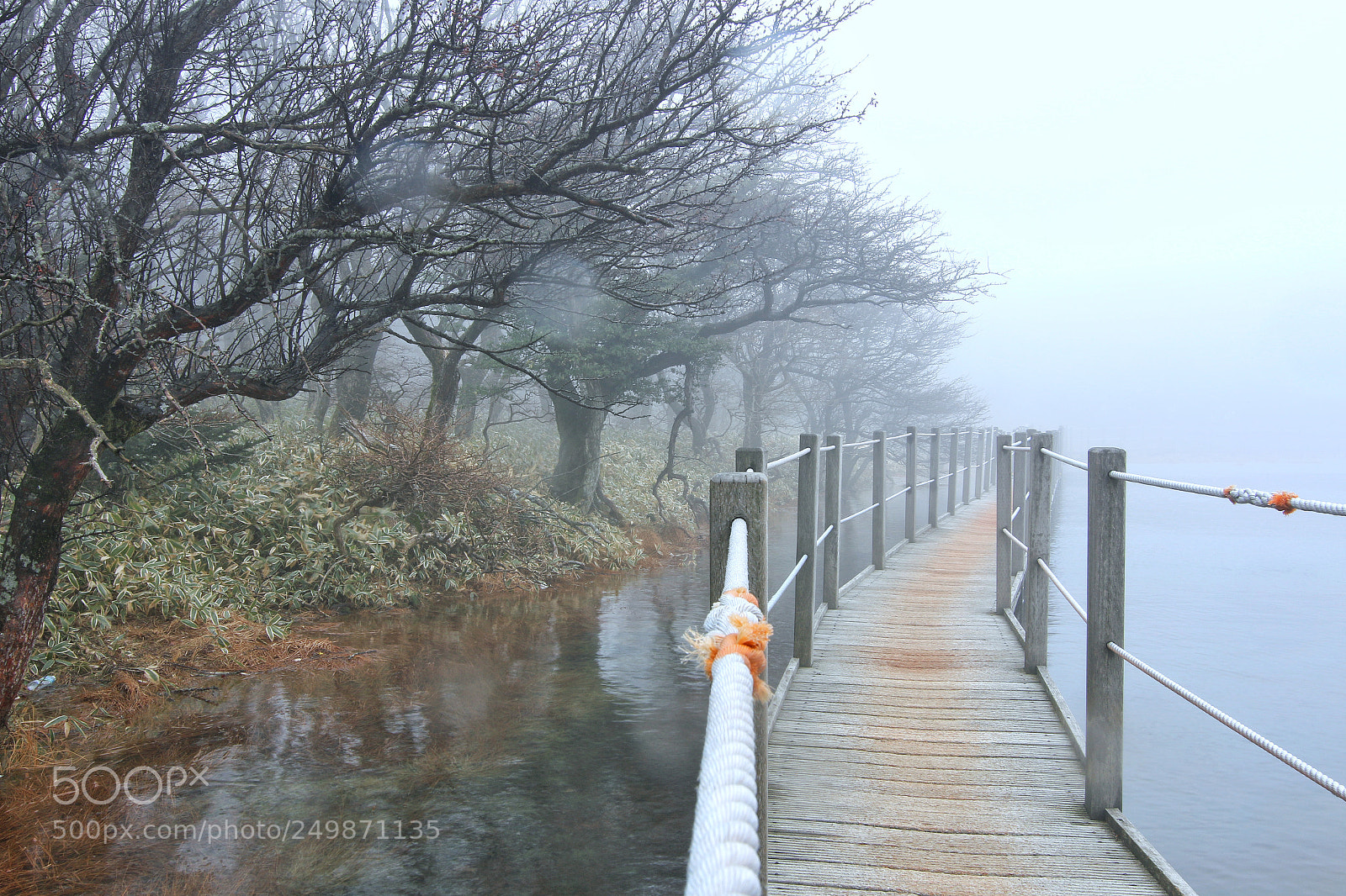 Canon EOS 70D sample photo. The spring rush photography