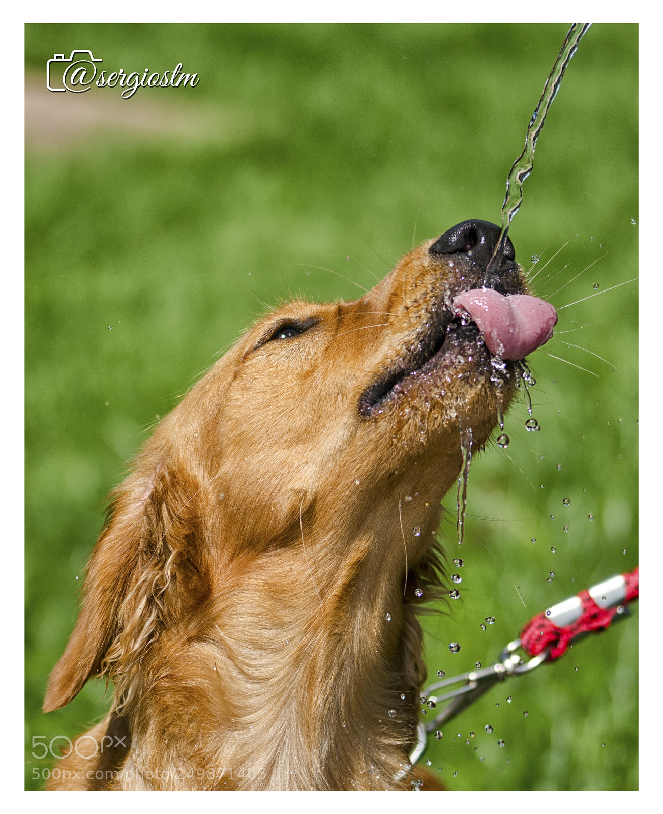 Nikon D7100 sample photo. Golden photography