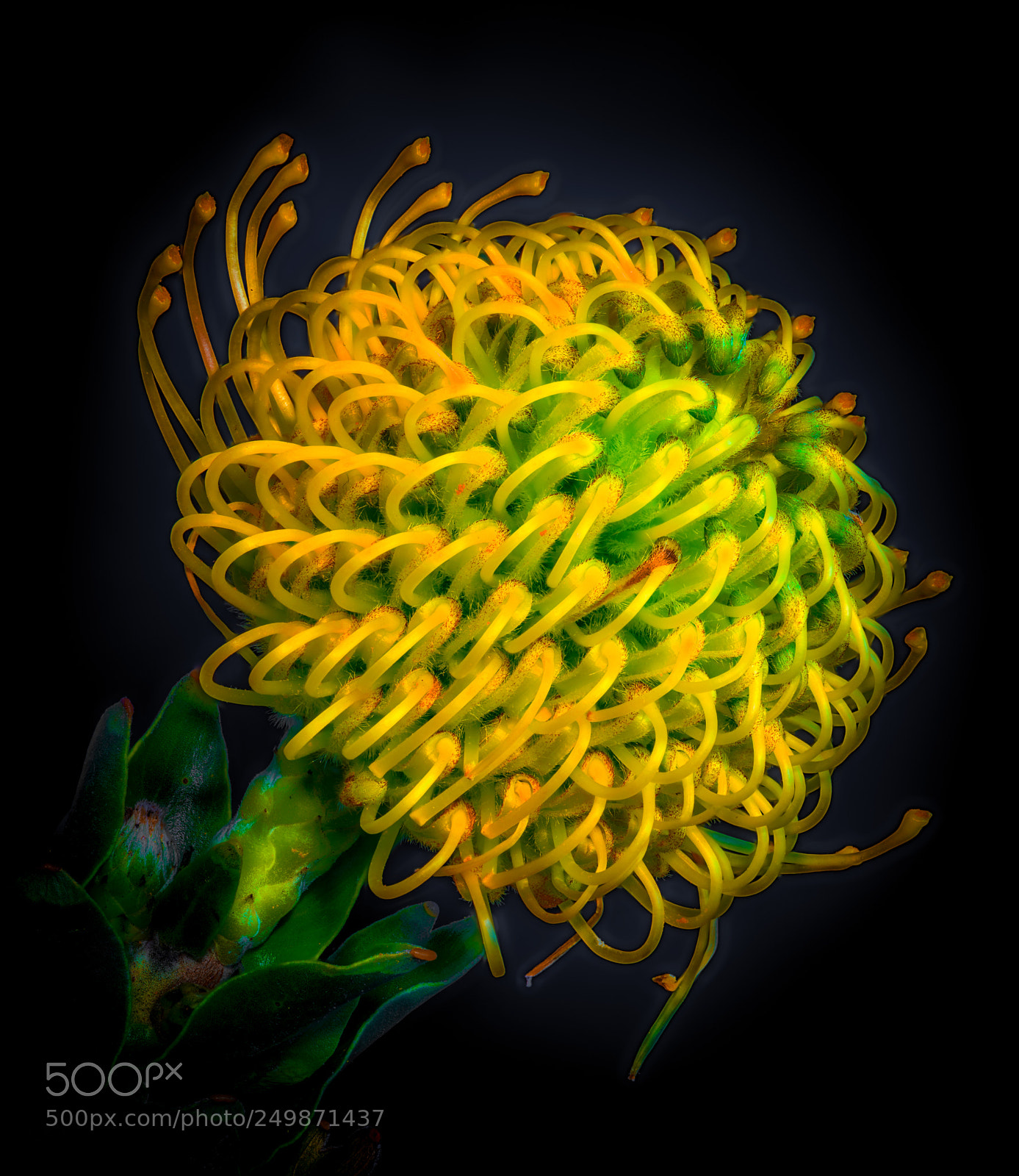 Nikon D810 sample photo. Protea fantasy photography