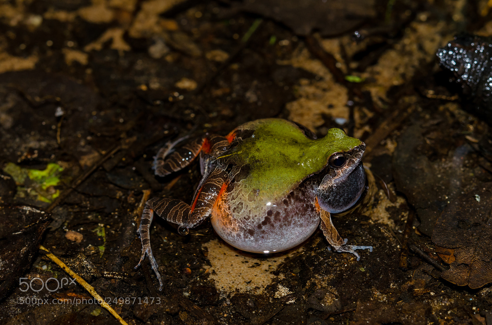 Nikon D7000 sample photo. Dwarf frogs photography