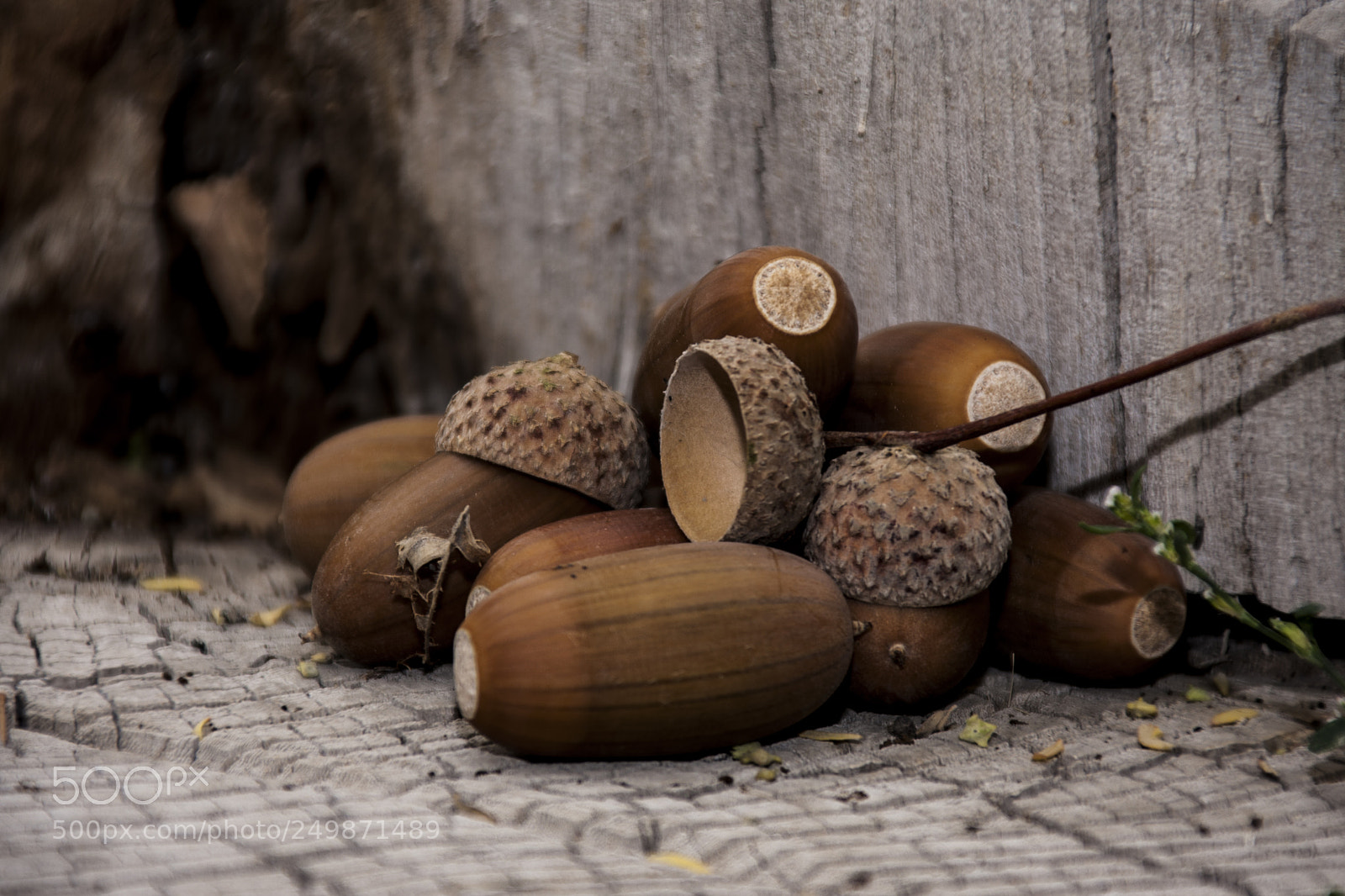 Canon EOS 40D sample photo. Oaks photography