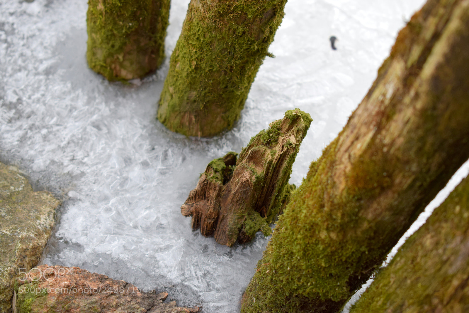 Nikon D3300 sample photo. Frozen photography