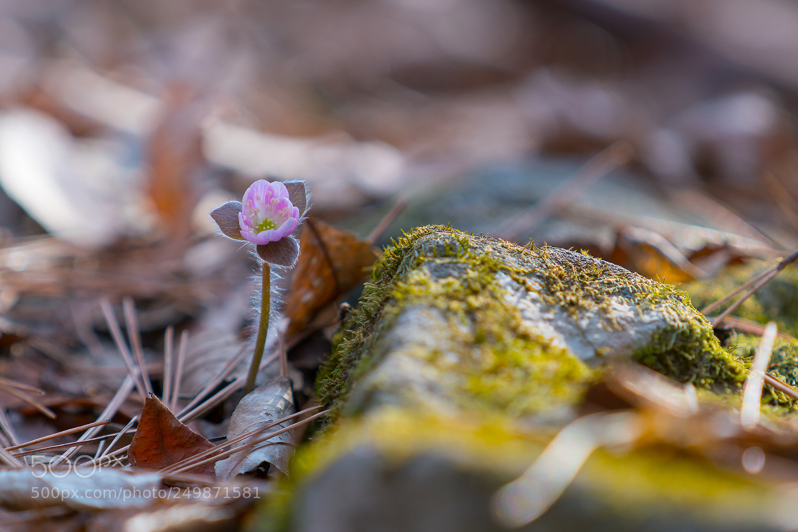 Sony a7R II sample photo. Untitled photography