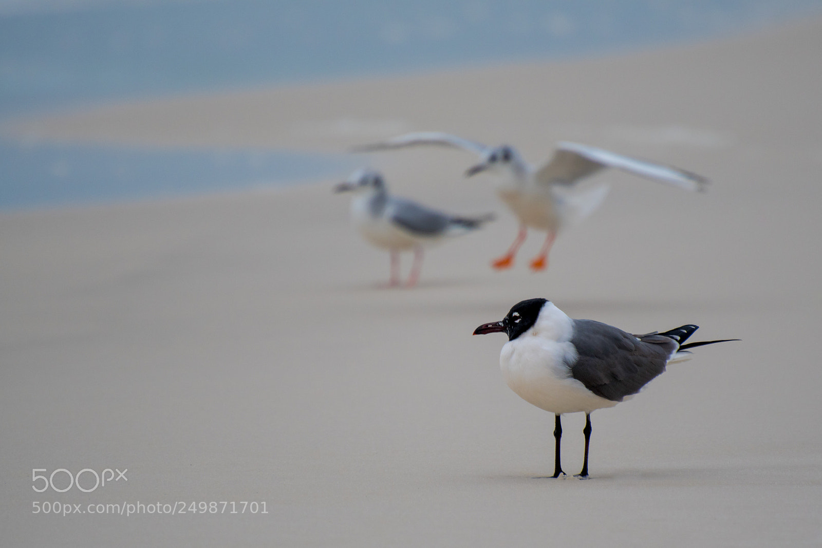 Nikon D500 sample photo. Gull and friends photography