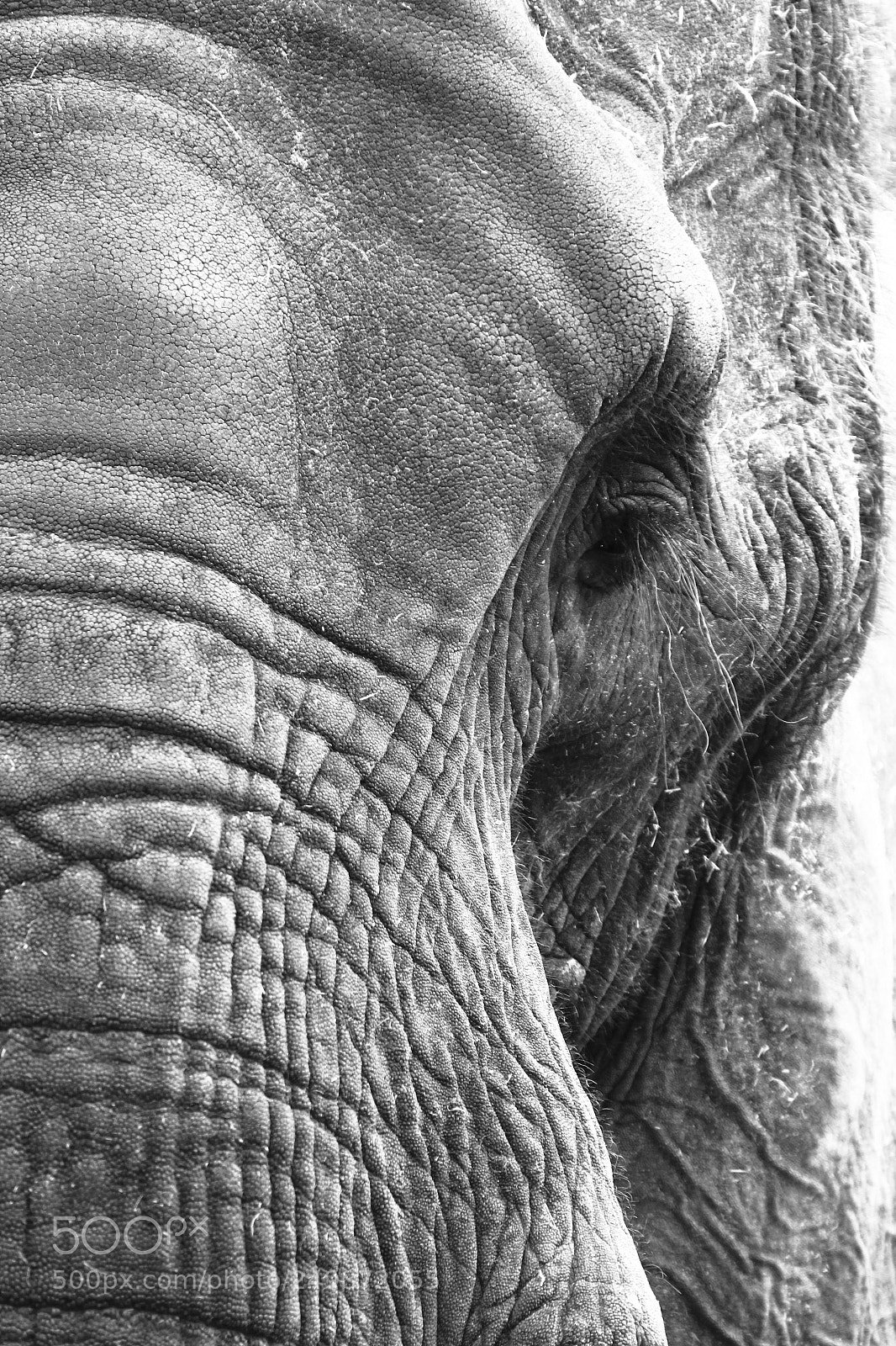Canon EOS 550D (EOS Rebel T2i / EOS Kiss X4) sample photo. Elephant photography