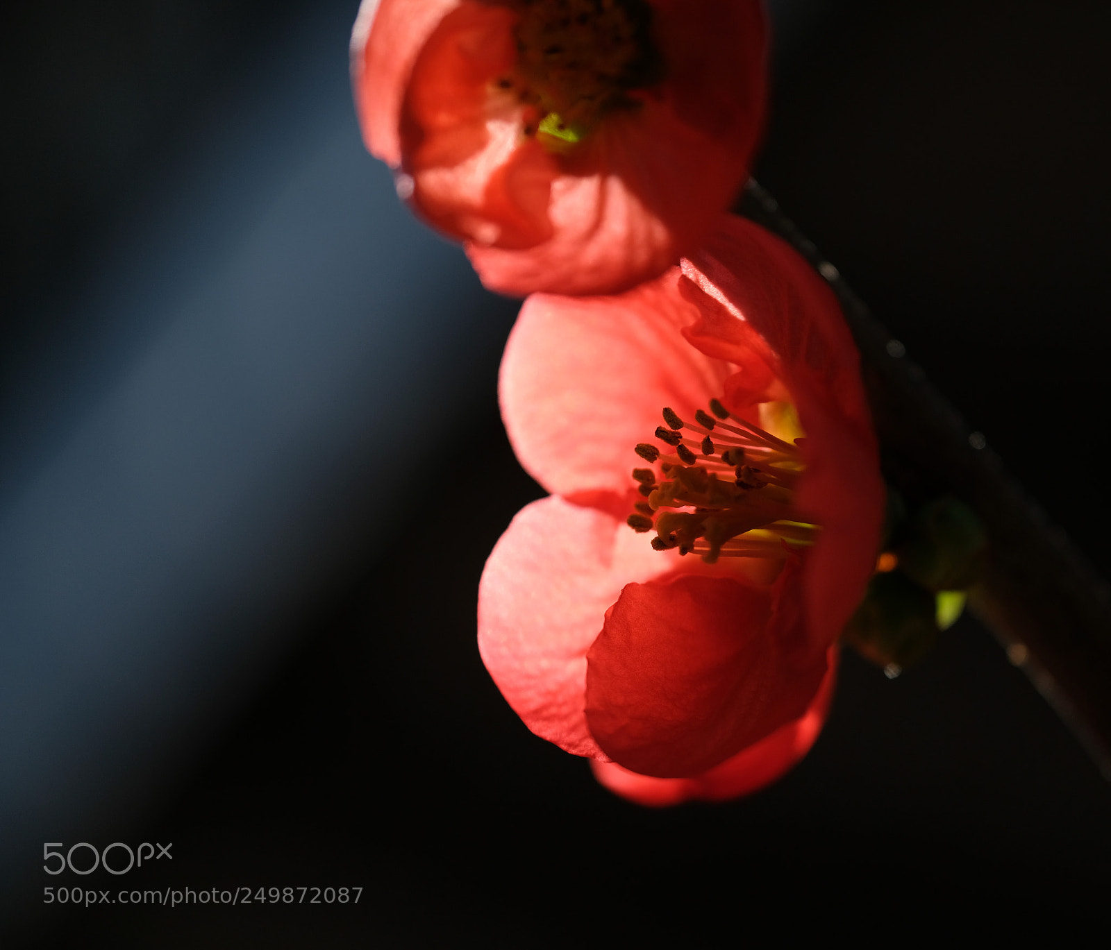 Fujifilm X-Pro2 sample photo. Sunshine photography