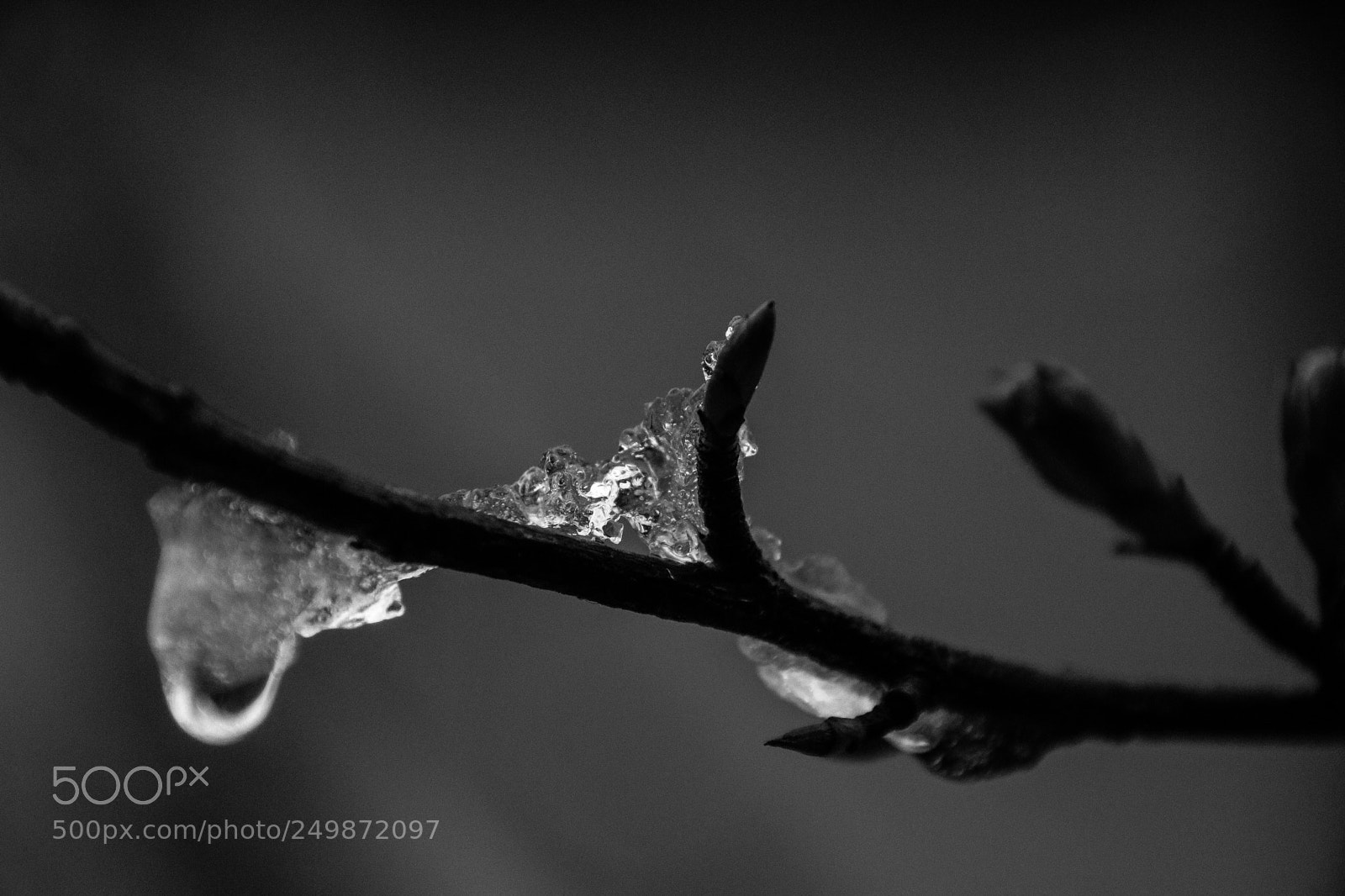 Canon EOS 750D (EOS Rebel T6i / EOS Kiss X8i) sample photo. Ice on red flowering photography