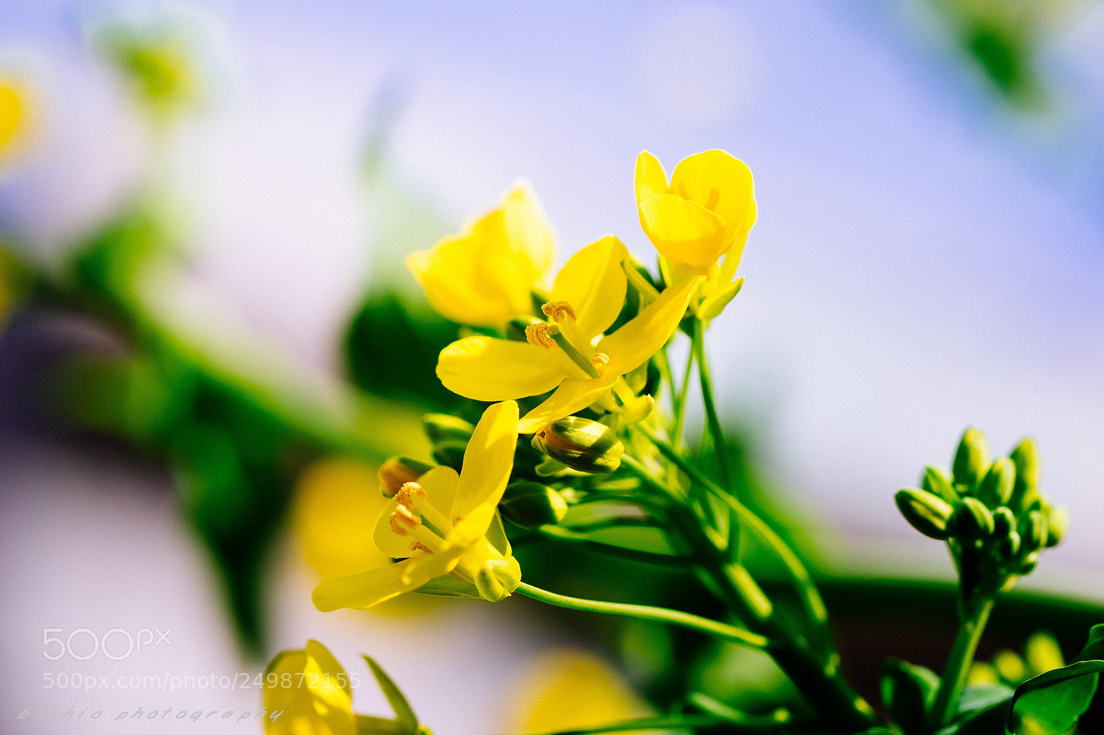 Olympus OM-D E-M1 sample photo. Rape blossoms photography
