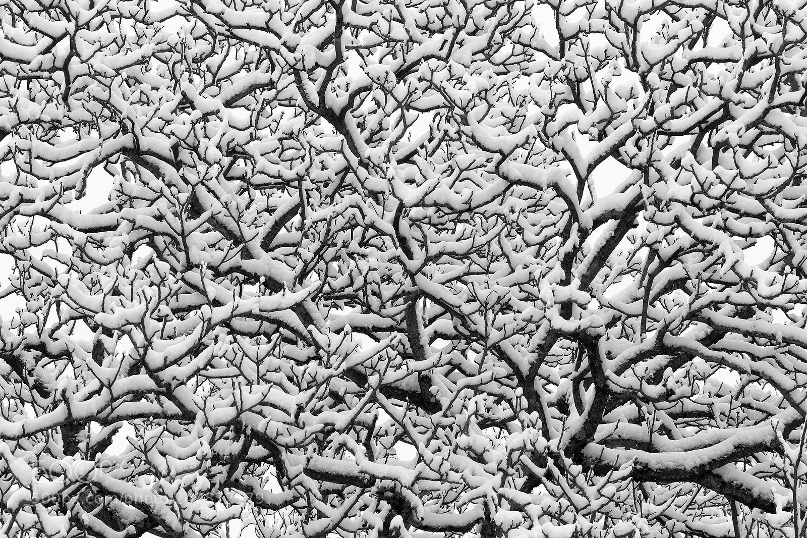 Canon EOS 7D Mark II sample photo. Winter photography