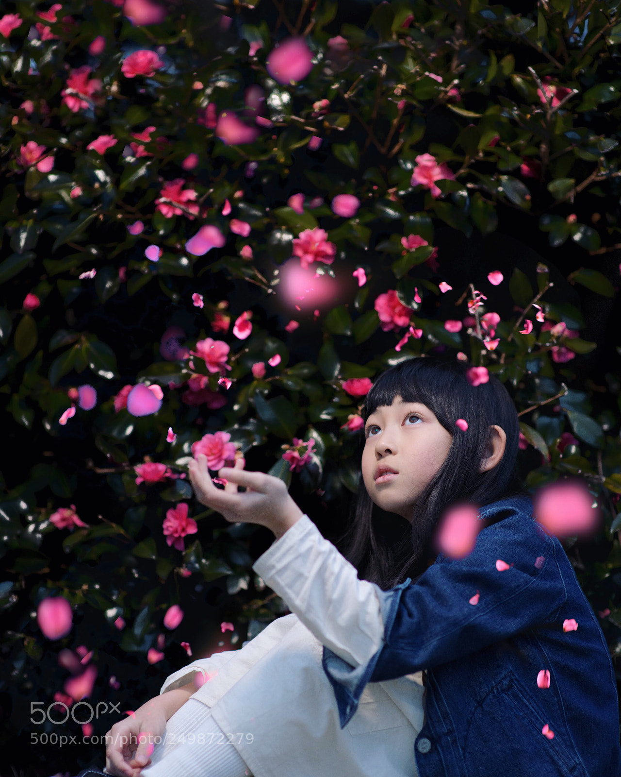 Nikon D850 sample photo. Camellia photography