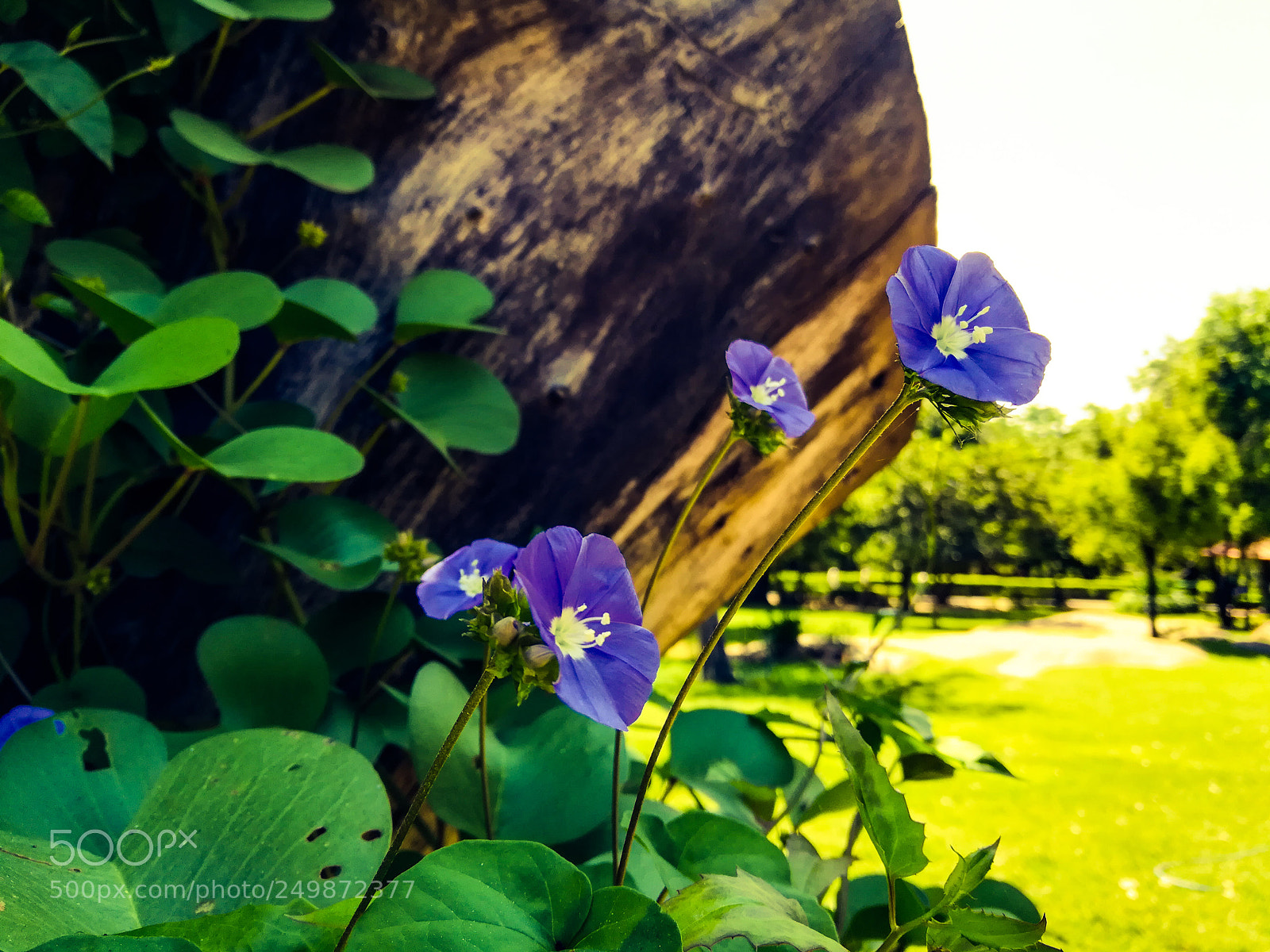 HUAWEI honor 6x sample photo. Haze photography