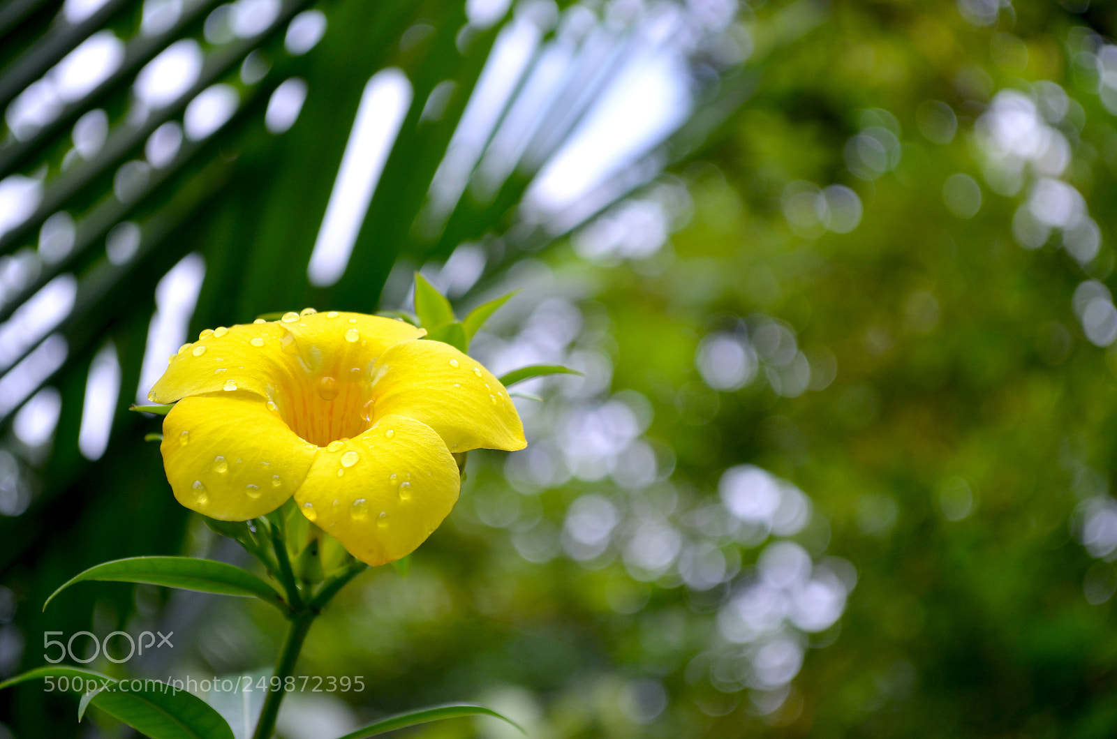 Nikon D5100 sample photo. Yellow flower with dew photography