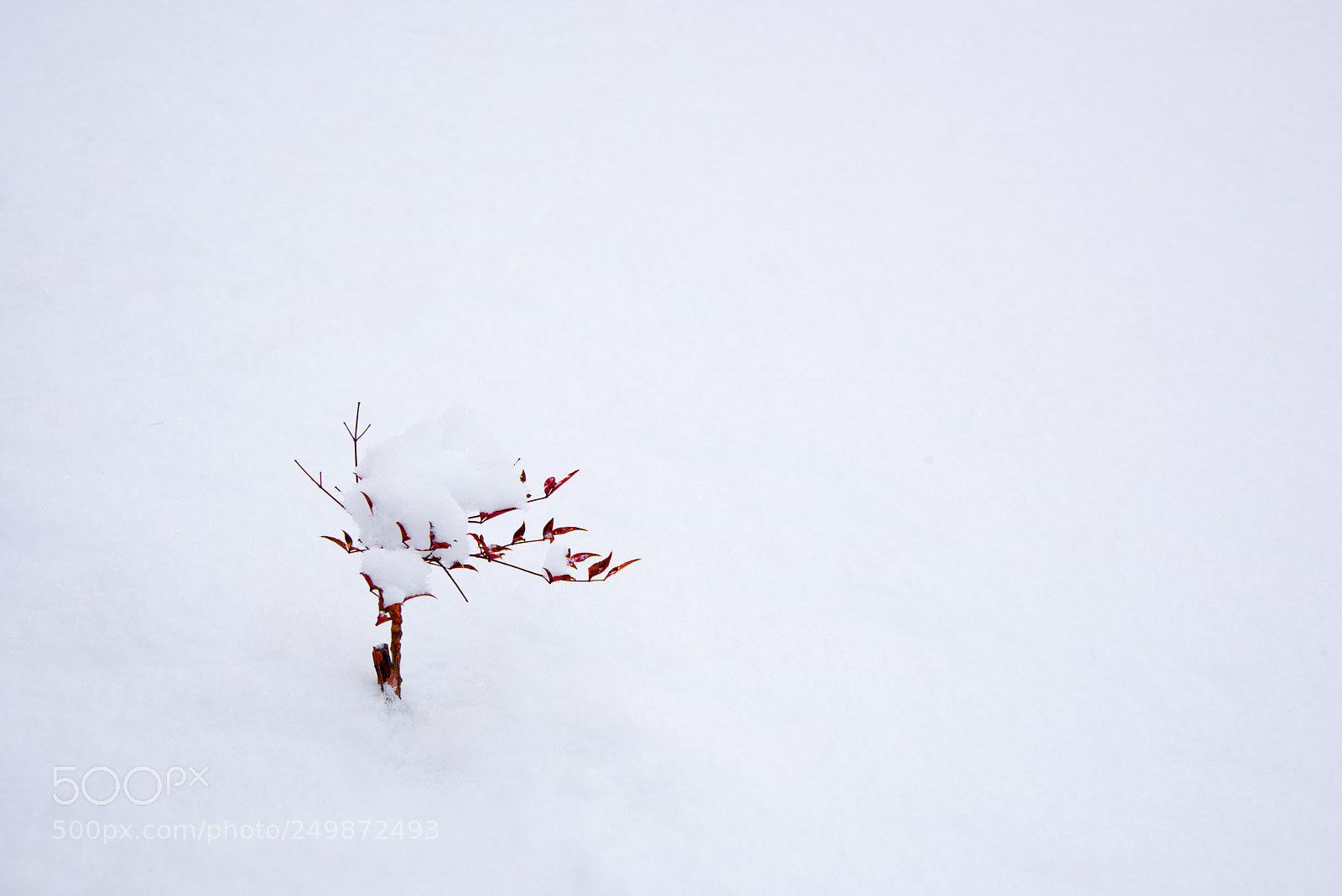 Nikon D810 sample photo. Red in white photography