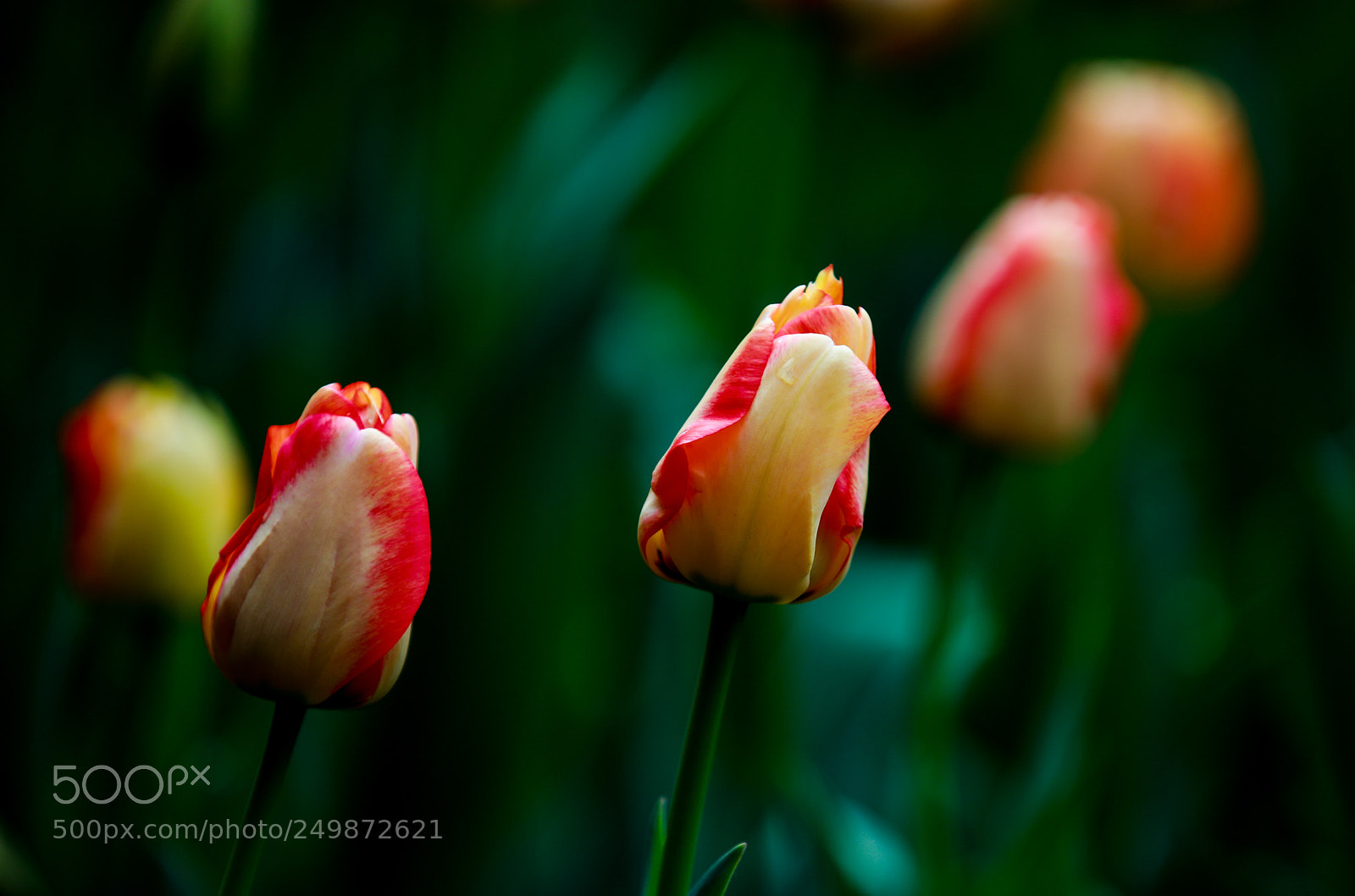 Canon EOS 5D Mark IV sample photo. Untitled photography