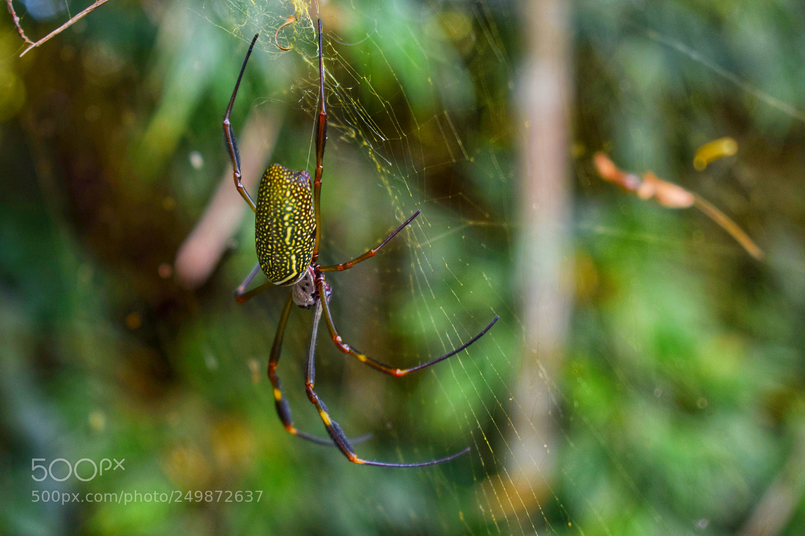 Nikon D5300 sample photo. Aranha de beira de photography