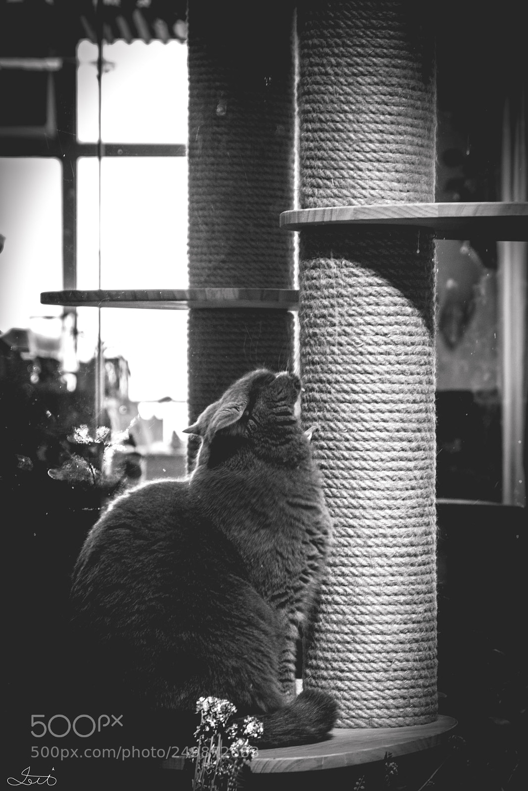 Fujifilm X-T20 sample photo. Tiger photography