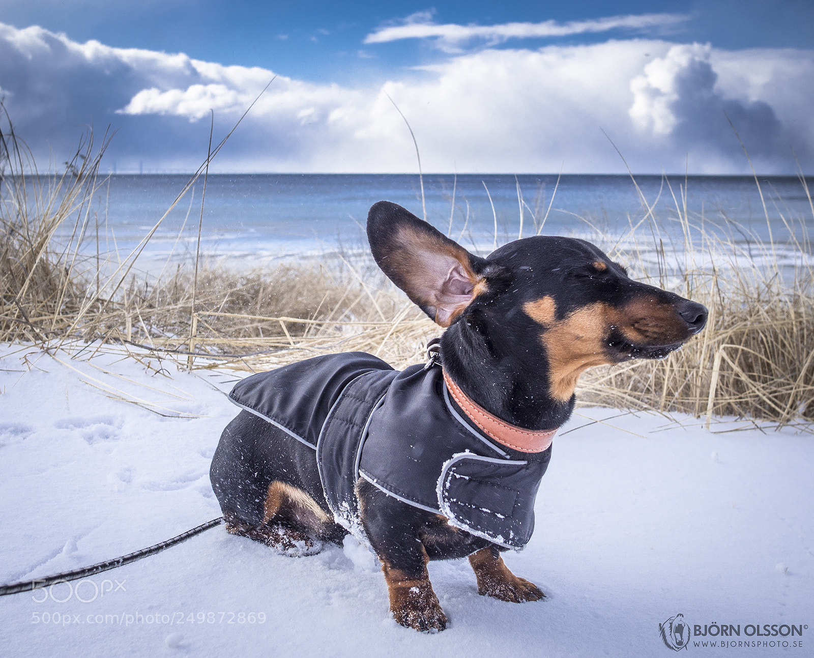 Olympus OM-D E-M10 II sample photo. Sixten on the beach photography