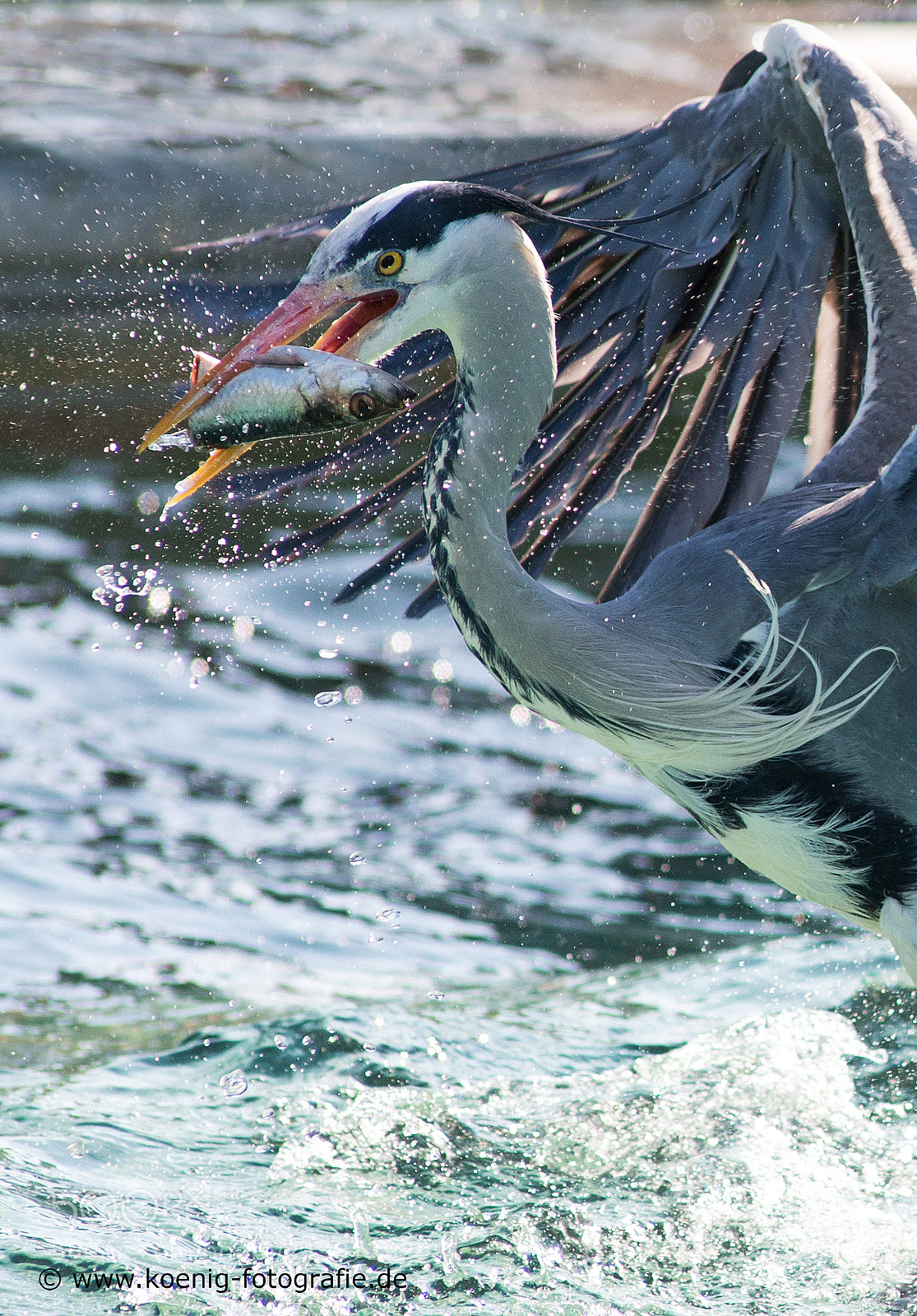 Nikon D800 sample photo. Fishing heron photography