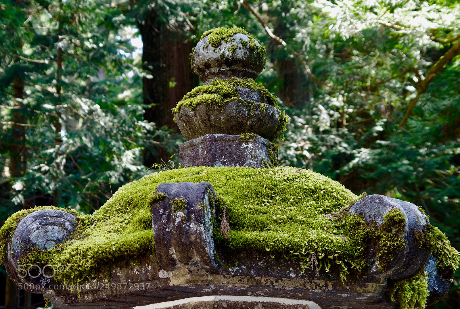 Pentax K-S2 sample photo. Moss. photography