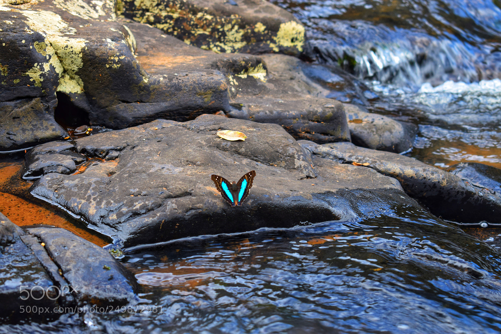 Nikon D5300 sample photo. Borboleta artística photography