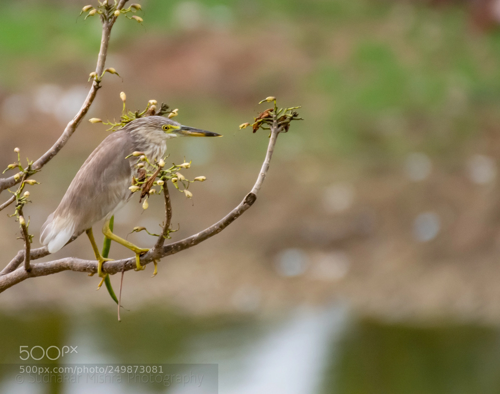 Nikon D7100 sample photo. I see you! photography
