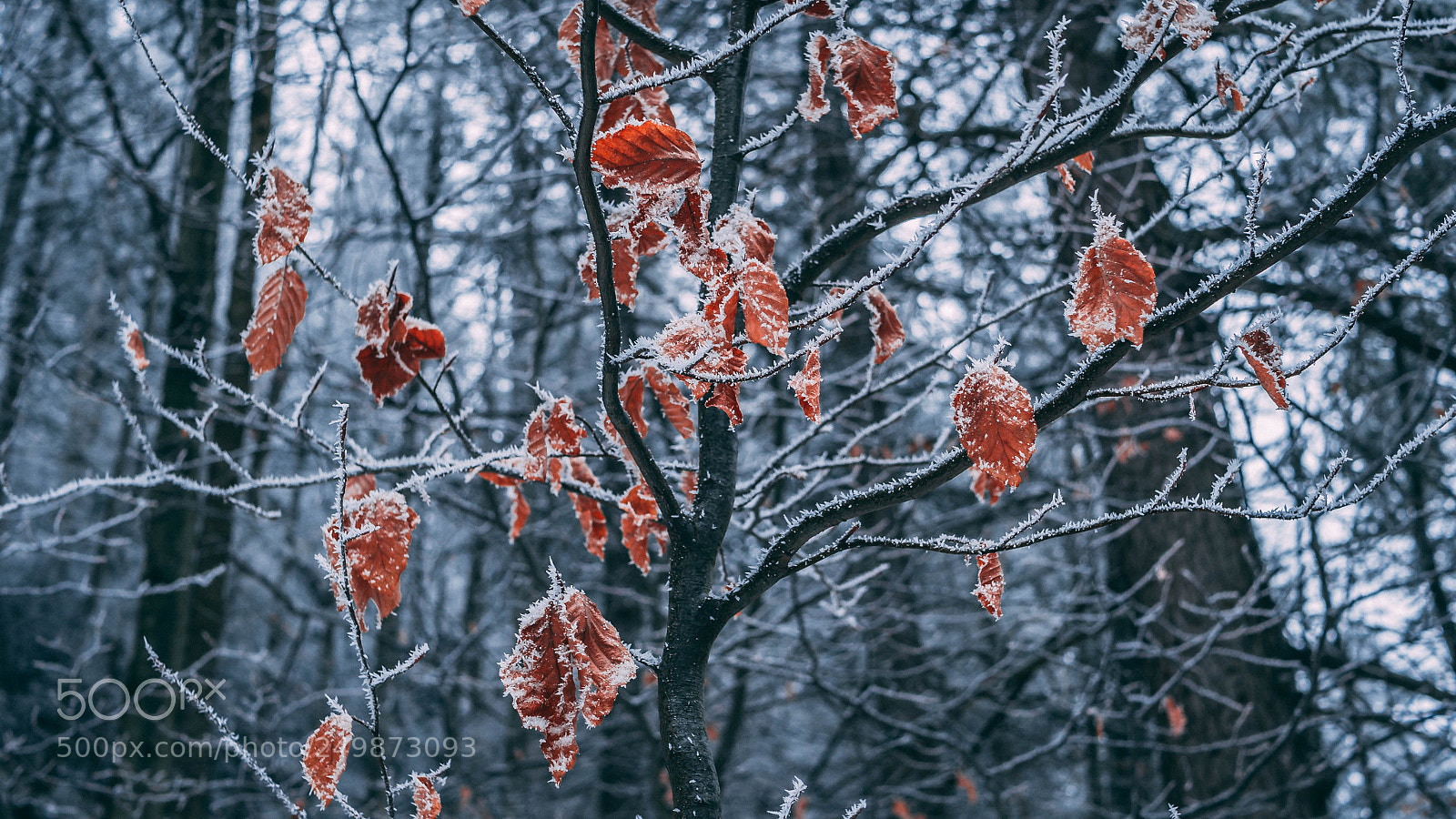Olympus OM-D E-M10 II sample photo. Winter in tatra mountains photography