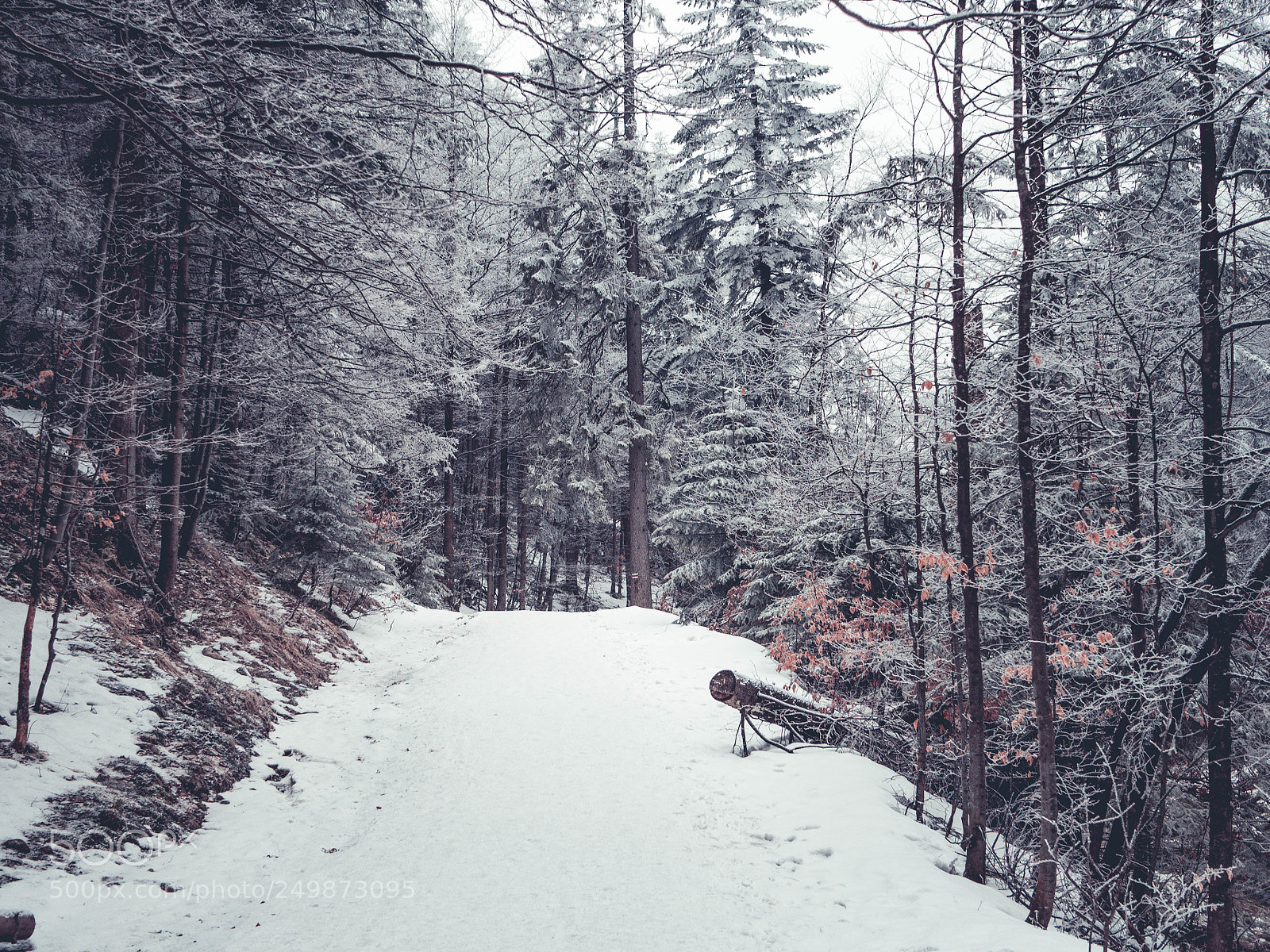 Olympus OM-D E-M10 II sample photo. Winter in tatra mountains photography