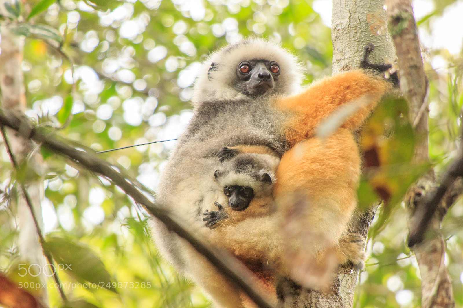 Canon EOS 600D (Rebel EOS T3i / EOS Kiss X5) sample photo. Lemur photography