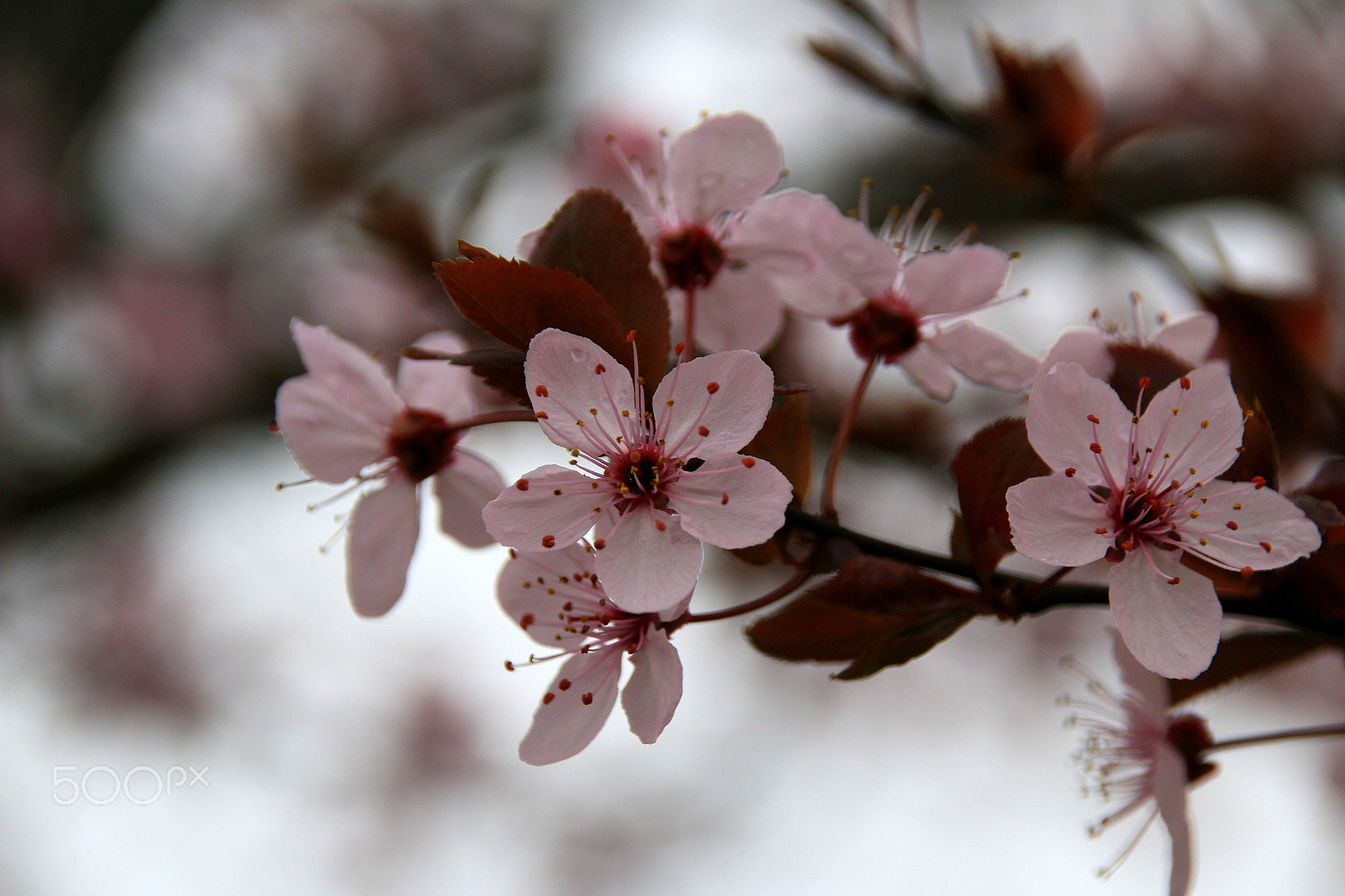 Sigma 18-250mm F3.5-6.3 DC OS HSM sample photo. Spring photography
